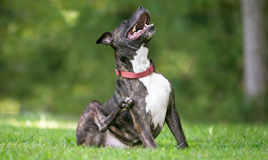 The Top Signs of Allergies in Pets and How You Can Help