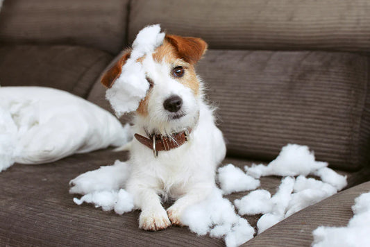 Anxiety in Dogs : How To Spot Symptoms and Prevent Poor Behavior