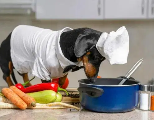 What Human Food Can Dogs Eat? Which Are Safe?